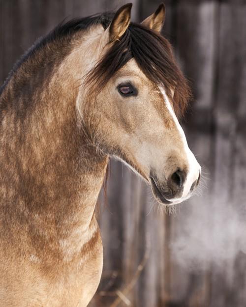 Buckskin Draft Horses